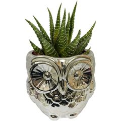 Cachepot-de-Ceramica-Prata-Coruja-Urban